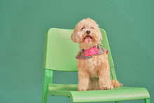 Load image into Gallery viewer, Fetch x Bayo: The Preppy Cape