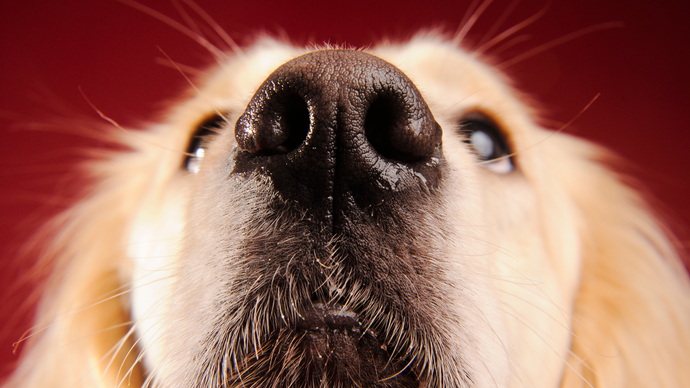 The Truth About Scents &  Pet Products