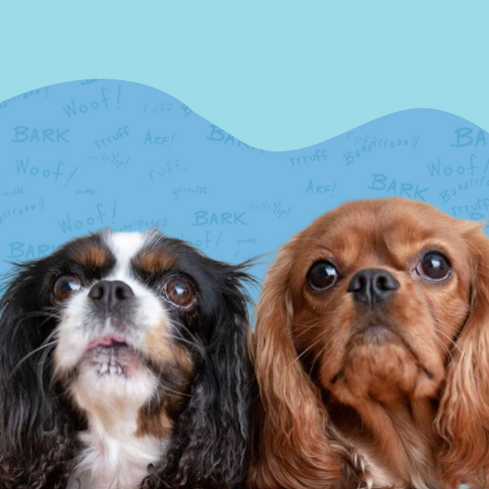 Trouble in Doggie Paradise? Decode Your Dog’s Body Language