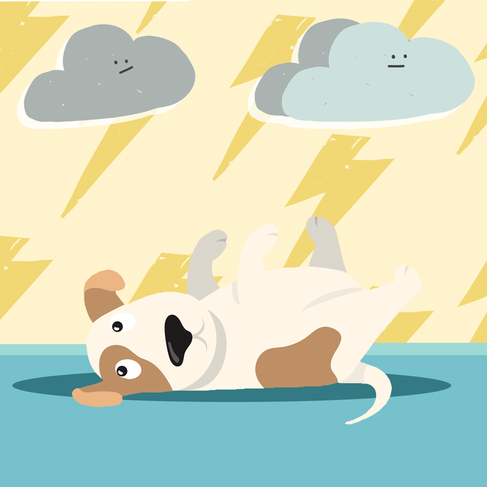 Tips to Take Care of Pets During Rainy Season