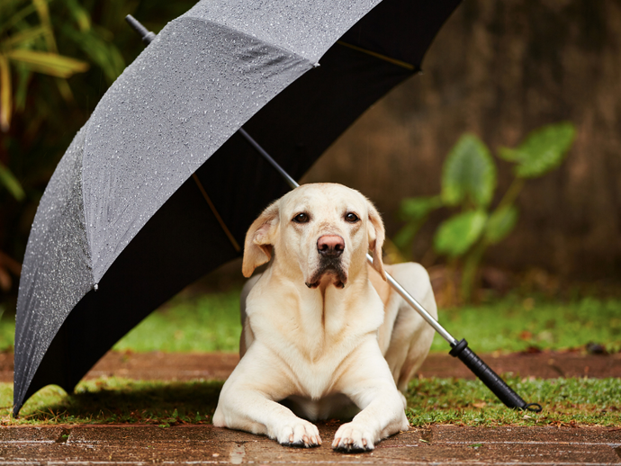 How The Rainy Season Can Affect Your Pet's Skin