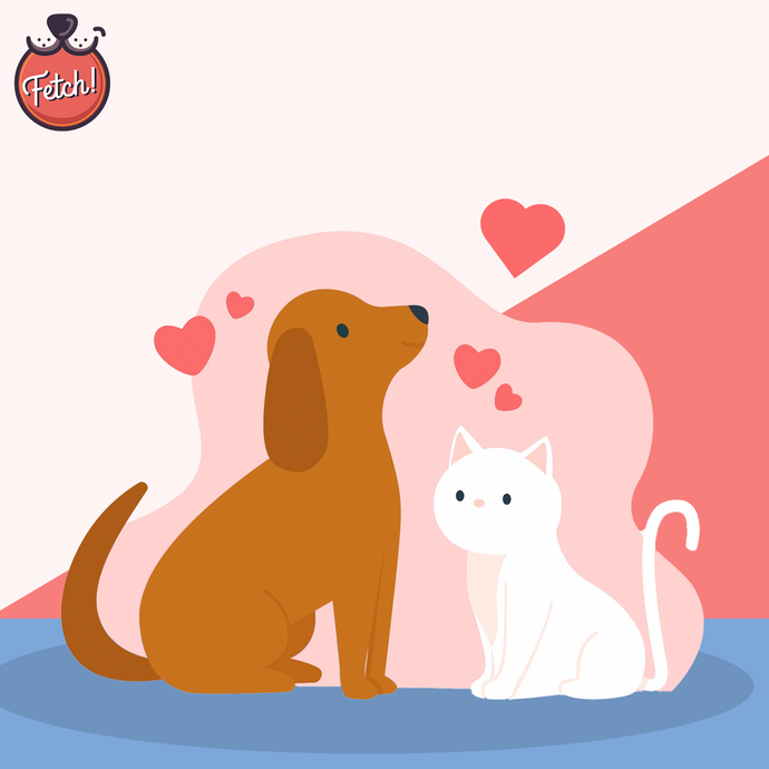 Celebrate Valentine’s Day With Your Fur Baby