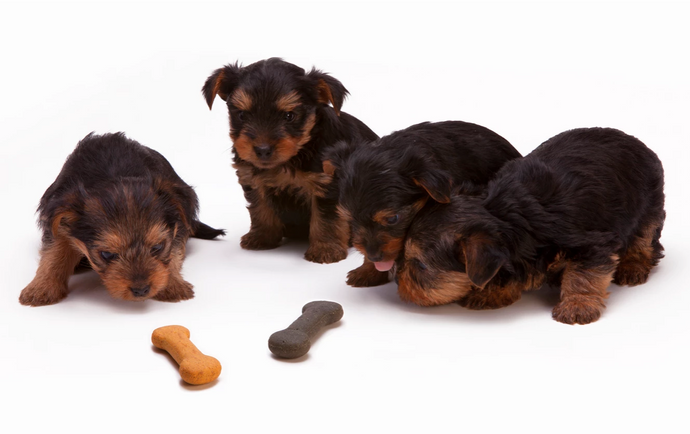What to Watch Out For When Buying Pet Food