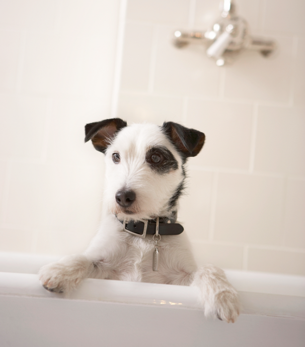 How to Choose a Good Shampoo for Your Pet