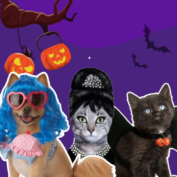 13 Last Minute Looks To Nail With Your Furry Friend This Halloween