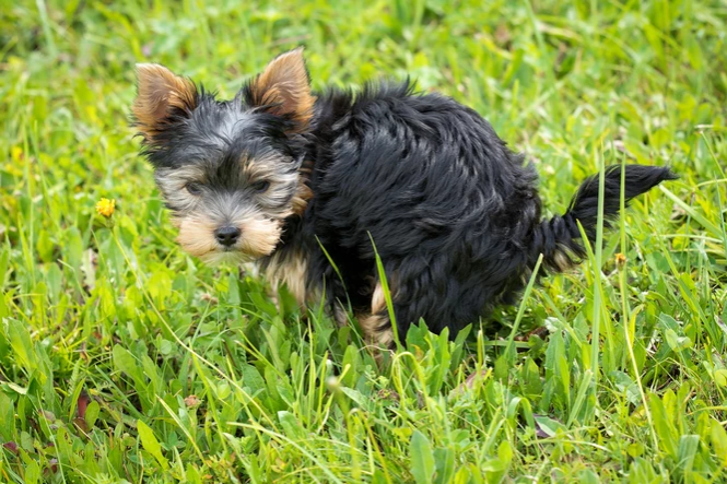 Tips on Housebreaking Your New Puppy