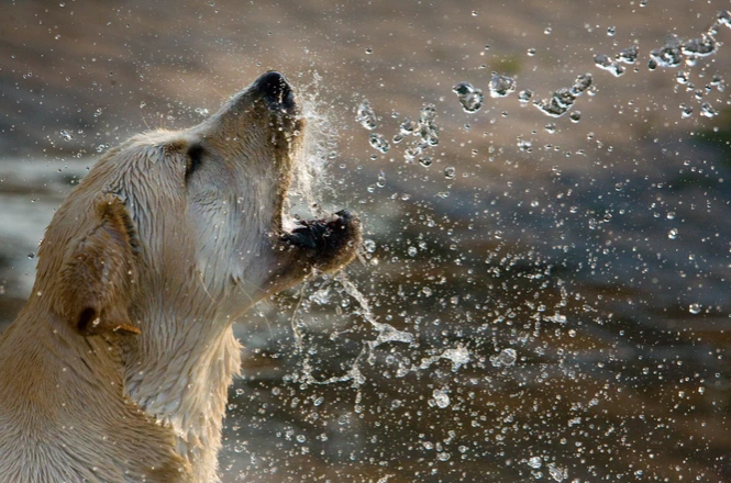 5 Ways to Keep Your Pet Cool During Summer