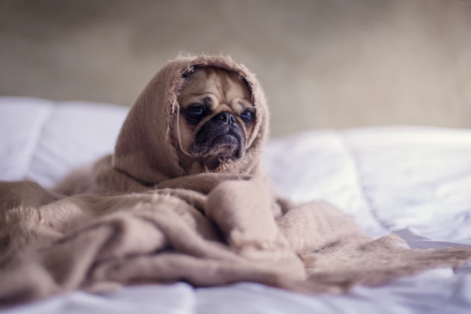 Scared of Thunder? How to Keep Pets Calm During Rainy Season.