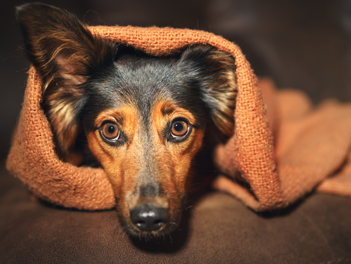 Protecting Pets From Ashfall