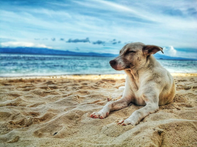 Travel Checklist: What to Bring When Traveling with Pets