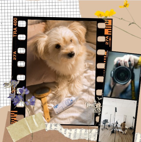 Do It for the Gram: How to Get the Perfect Pet Photo Every Time