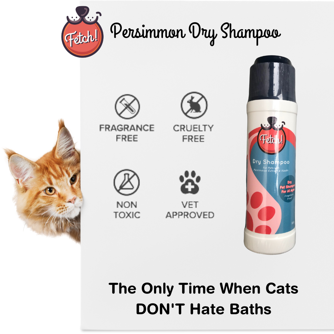 Cat dry shampoo recipe hotsell